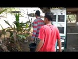Pelepasan Anak Penyu Hijau di Pantai Tristik Yogyakarta - NET5