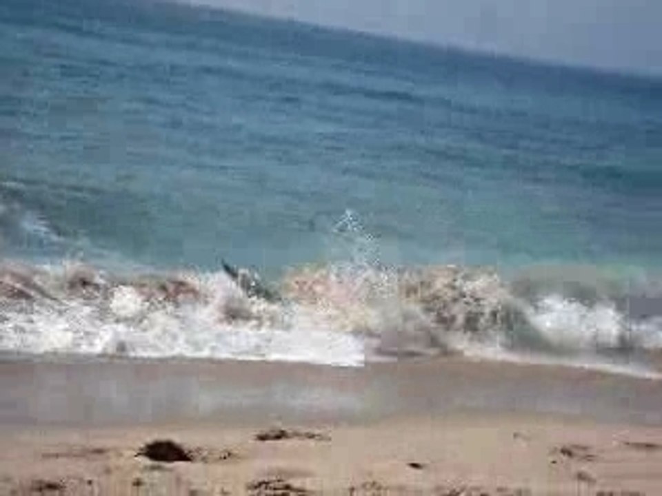 Skim session
