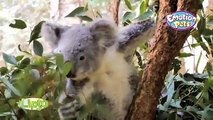 Giochi Preziosi - Emotion Pets Playfuls - Lipto The Koala Bear / Miś Koala - TV Toys