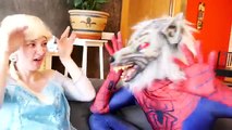 El hombre araña vs hombre Lobo y Rosa Spidergirl vs Vampiro En la Vida Real pies Congelados Elsa y Gemelos Spi