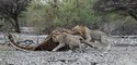 Most Amazing Wild Animal Attacks - Lion Vs buffalo vs Giraffe Fight To Death ( Lion Attacks Giraffe ) - 2017