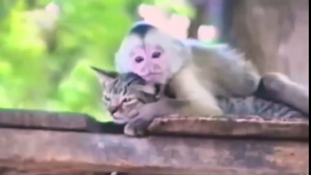 zabawy wideo 재미 비디오 vidéo fun 楽しいビデオ kul video fun video приколы видео