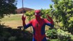 Spiderman Spills Ketchup On Elsas Dress SUMO Battle Fun Superhero Kids In Real Life In 4K