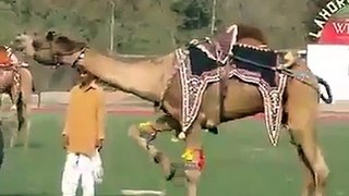 intertesting camel must watch