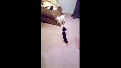 Dog Thinks Stuffed Animal Is Real-4psefgB-YuI