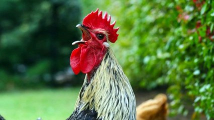 Dạy bé đọc tên các con vật nuôi yêu thích nhất