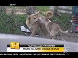 7pa5 - Rreziku nga turmat e qenve ne rruge - 12 Maj 2016 - Show - Vizion Plus