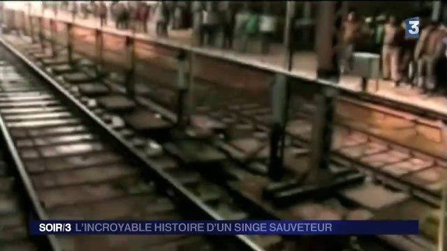 Ce singe vient sauver un autre singe coincé sur une voie ferrée en inde