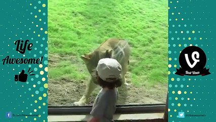 AFV FUNNY ANIMALS FAILS COMPILATION 2016 (DECEMBER)