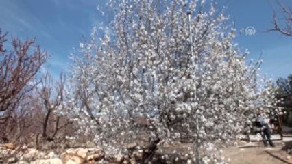 Meyve Ağaçları Çiçek Açtı