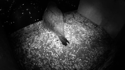 Frayeur nocturne février 2017