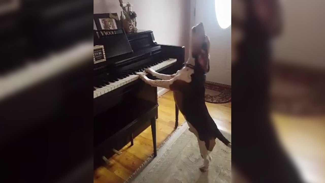 Un chien pousse la chansonnette en faisant du piano