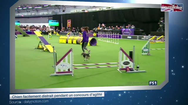 Un chien facilement distrait pendant un concours d'agilité