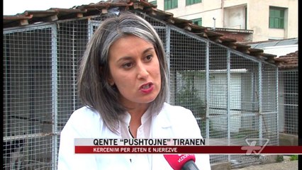 Qentë “pushtojnë” Tiranën - News, Lajme - Vizion Plus