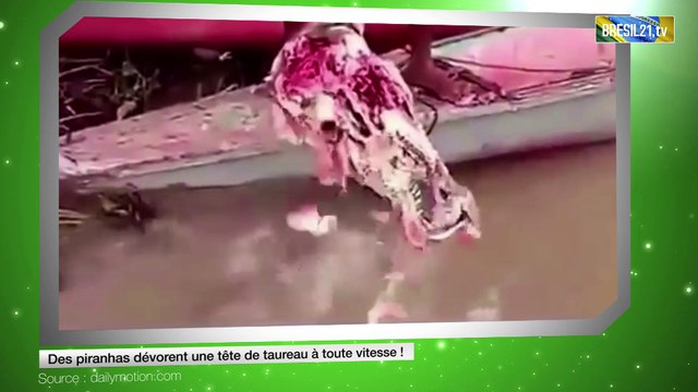 Des piranhas dévorent une tête de taureau à toute vitesse !