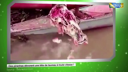 Des piranhas dévorent une tête de taureau à toute vitesse !