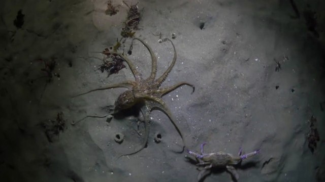Une pieuvre chasse un crabe