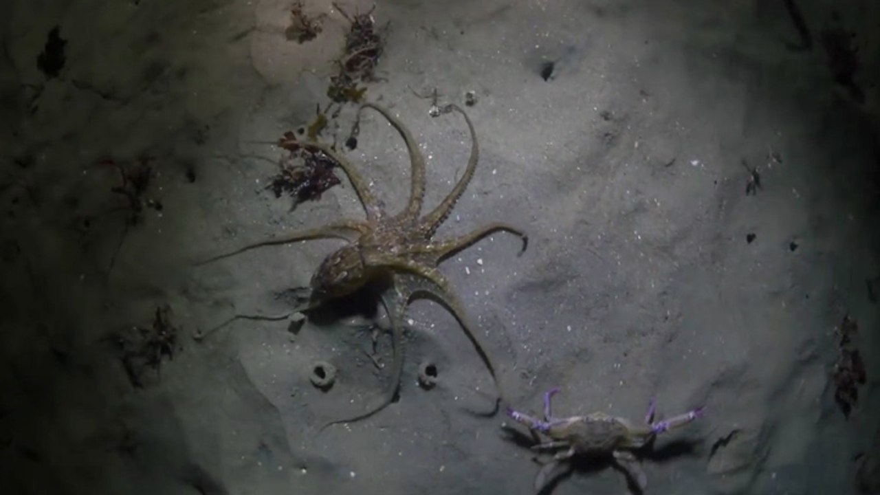 Une pieuvre chasse un crabe