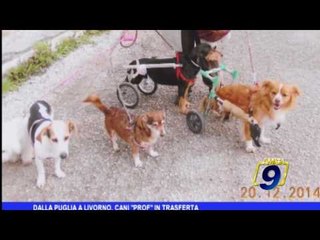 Dalla Puglia a Livorno, cani "prof" in trasferta