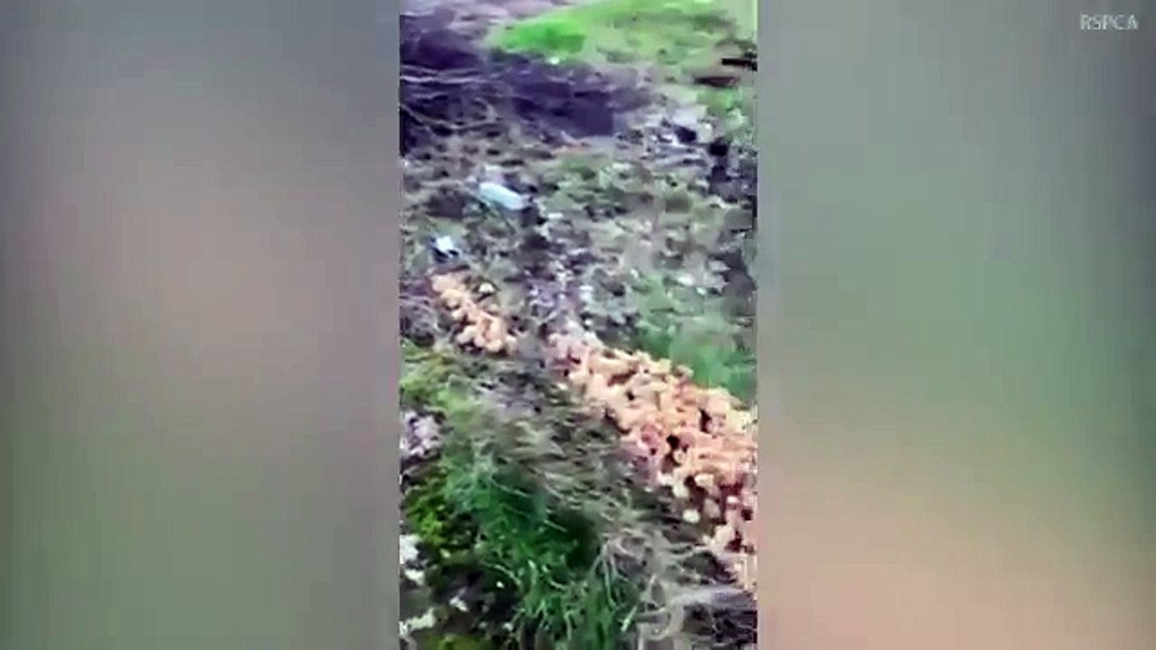 Un homme découvre 1 000 poussins laissés à l’abandon dans un champ !