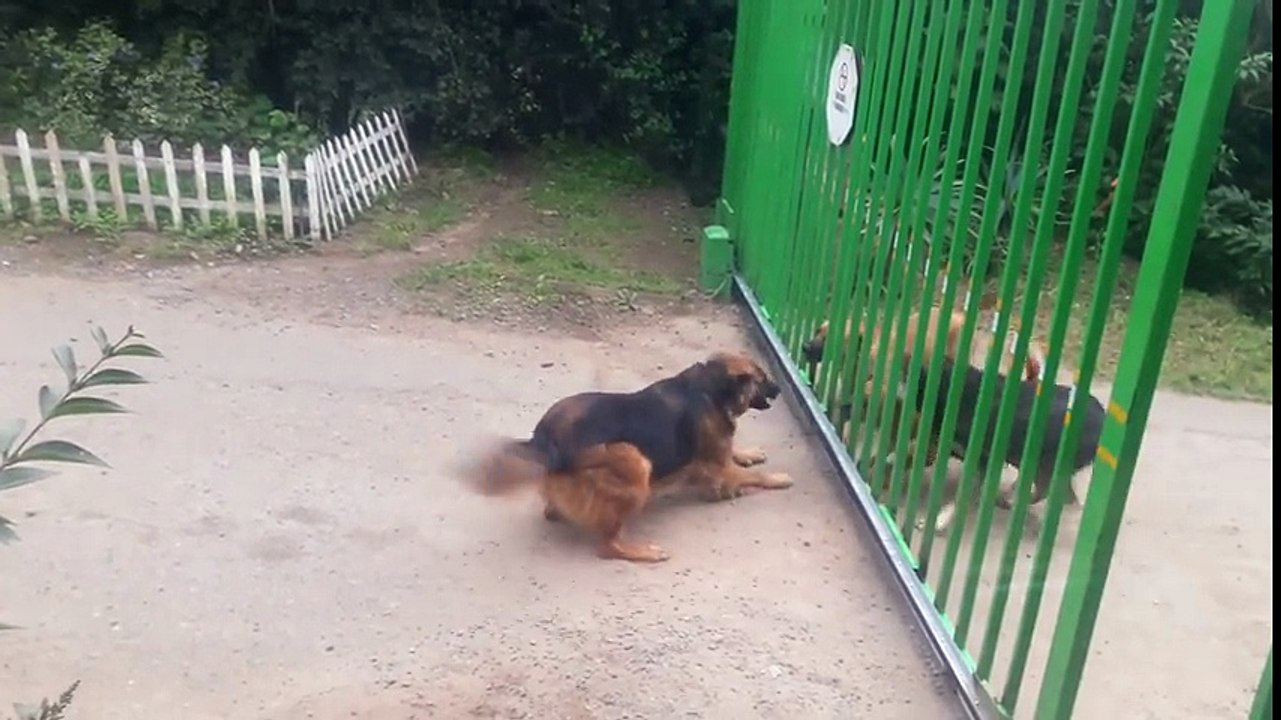 Des chiens aboient de chaque côté d'un portail qui s'ouvre