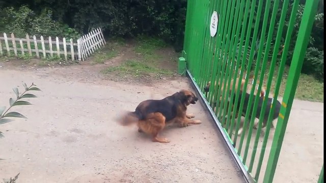 Des chiens aboient de chaque côté d'un portail qui s'ouvre