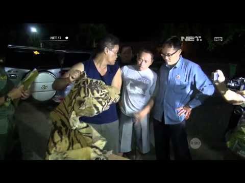 Usaha Penjualan Kulit Harimau Digagalkan Petugas BKSDA Jawa Barat -NET12