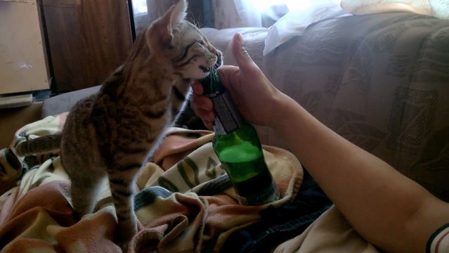 Ce chat a appris à ouvrir des bières