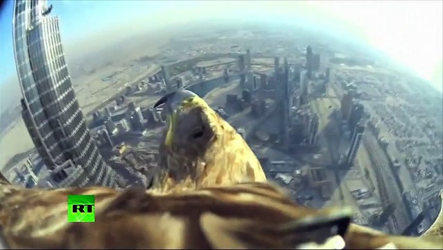 Eagle With GoPro Flies Off Top Of Burj Khalifa In Dubai
