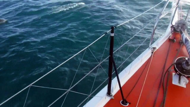 D107 : Dolphins welcoming Rich Wilson as he's approaching Les Sables d'Olonne / Vendée Globe