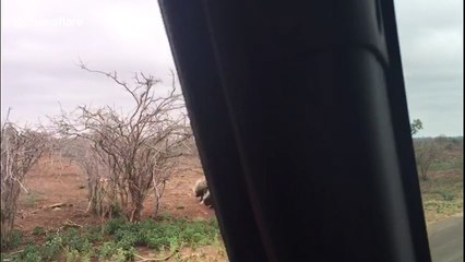 Porcupine fends off leopard in Kruger National Park