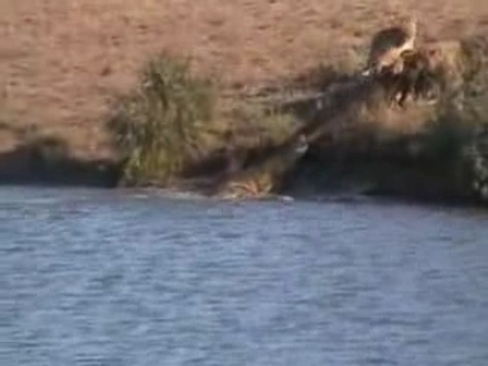 Battle At Kruger - Bataille d'animaux
