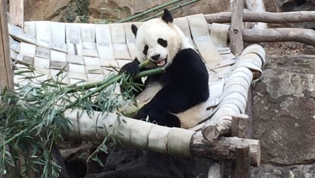 Bao Bao munches on bamboo before flight to new home in China