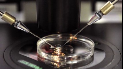 دراسة أطفال الأنابيب أقل خصوبة