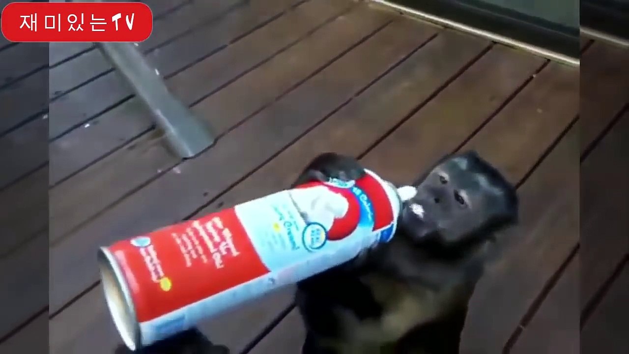 Komik maymun videosu - komik maymunlar