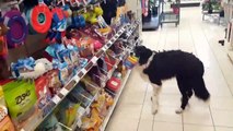 Un chien choisit lui même ses gâteaux aux supermarché !