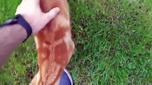 Un chiot veut jouer avec un chat mais il en a décidé autrement ! - vidéo Dailymotion