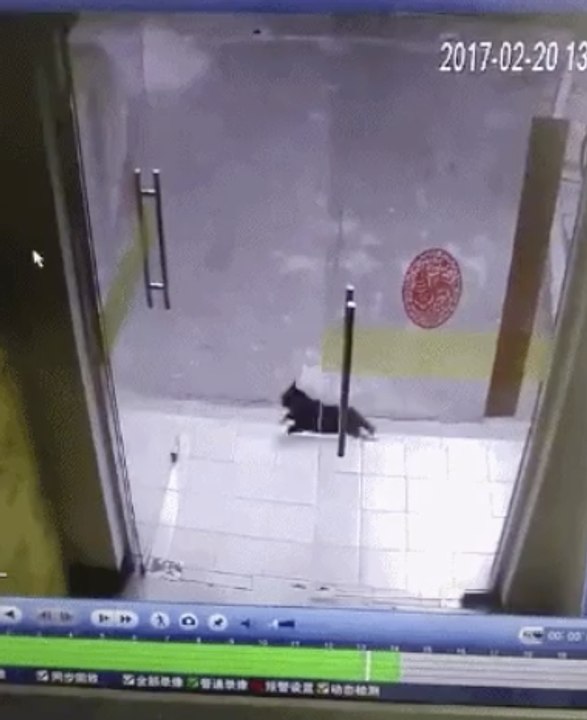 Une course poursuite entre un chat et un chien qui termine mal