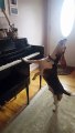 Un chien joue du piano tout en donnant de la voix