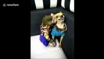 Dog attacks monkey after receiving an apparently unsolicited kiss