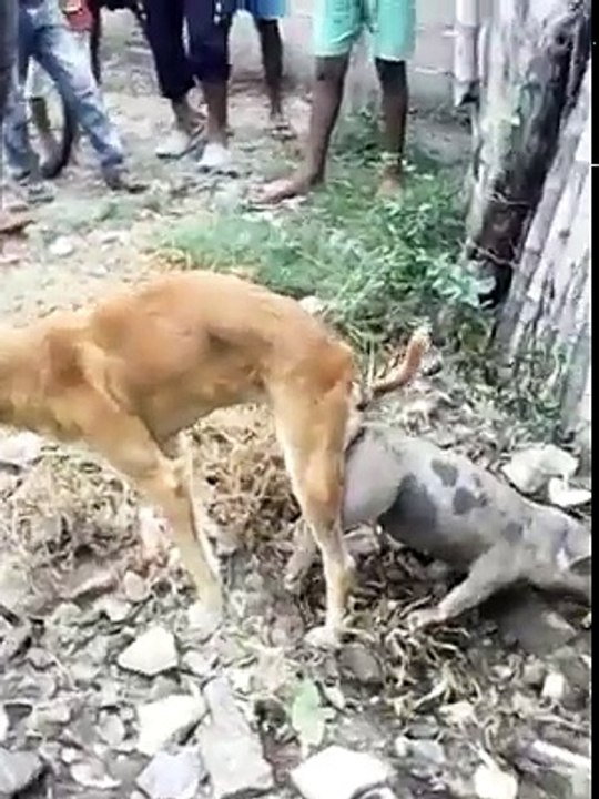Increible perro se aparea con un Chancho