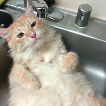 Cat chills in kitchen sink, absolutely loves water