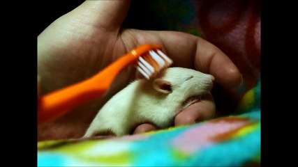 How to properly brush a baby rat