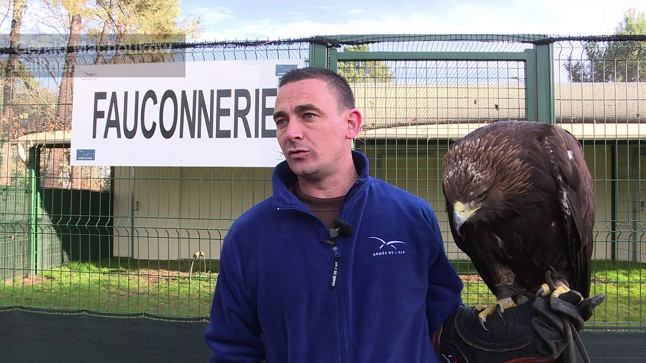 Adler hohlen Drohnen vom Himmel