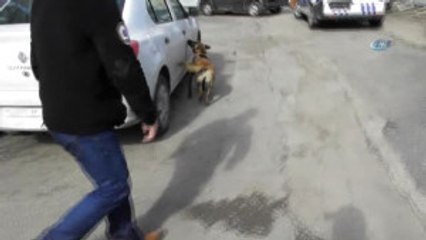 Trabzon) Narkotik Köpeği Jill'den Kaçış Yok