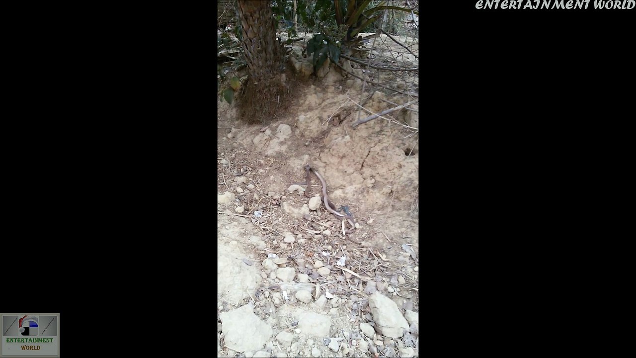 King Cobra Romance
