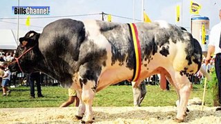 WORLD'S MOST BIZARRE Cows in Australia