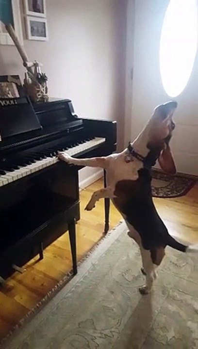 Ce chien chante et joue du piano... Adorable