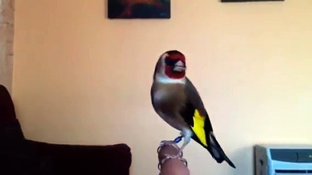 La puissance du chant de ce magnifique Chardonneret قوة تغريد هذا الحسون الرائع de : Habibo Lahbib