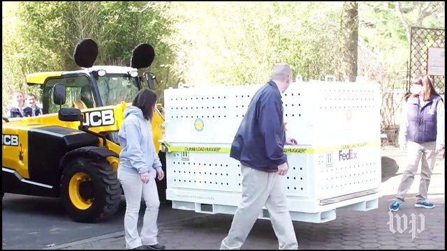 Bao Bao boards a crate and departs from the National Zoo